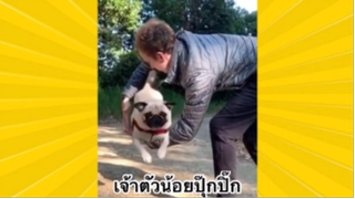 สัตว์เลี้ยงเพื่อนขนปุย : เจ้าตัวน้อยปุ๊กปิ๊ก