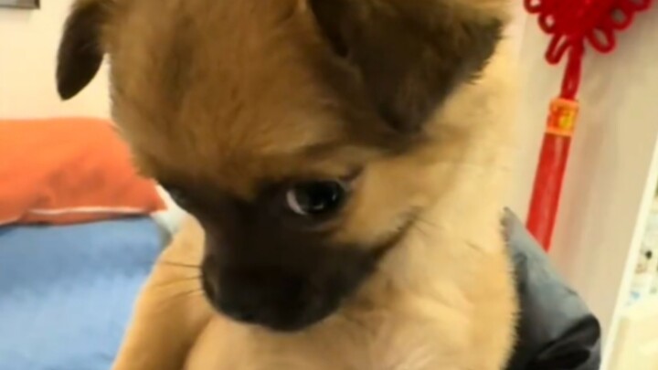 แกไม่สามารถอ้างว่าตัวใหญ่แล้วจะมาเรียกฉันว่าจมูกเล็กได้นะ!