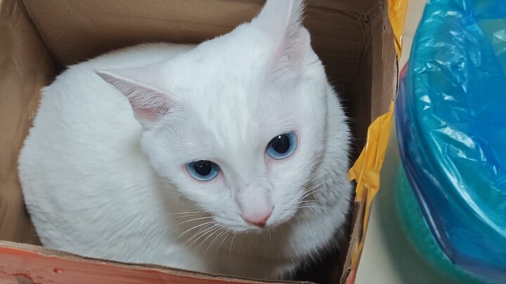 The Most Efficient Cat Trap