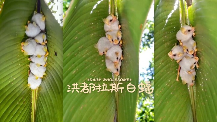 [Custard Pig Buns] Honduras White Bat