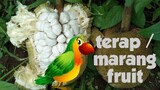 🇵🇭TROPICAL FRUIT TERAP O MARANG FRUIT / PAANO ATAKIN ANG PUNO NG MARANG SA KAPITBAHAY