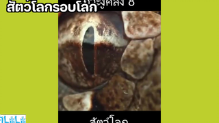 สัตว์โลกรอบโลก 😄