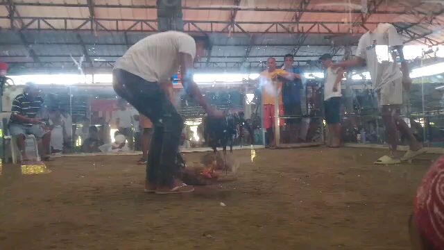 @ Punta, Jalajala 11/24