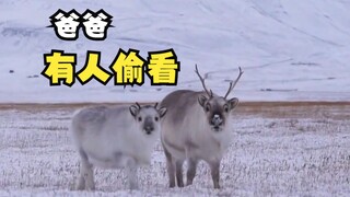 刨雪觅食的斯瓦尔巴德驯鹿！