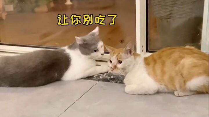 Mistaken again—looks like I’ll just have to keep her for now! So, who’s the real stray cat mom?