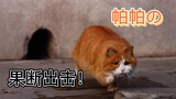 憋了好几集的故宫干饭猫【帕帕】终于勇敢出击！
