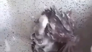 花枝鼠洗澡，原视频来了