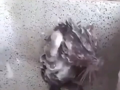 花枝鼠洗澡，原视频来了