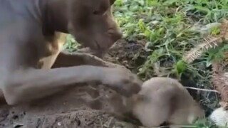 Anjing mengganggu tikus sipil bekerja