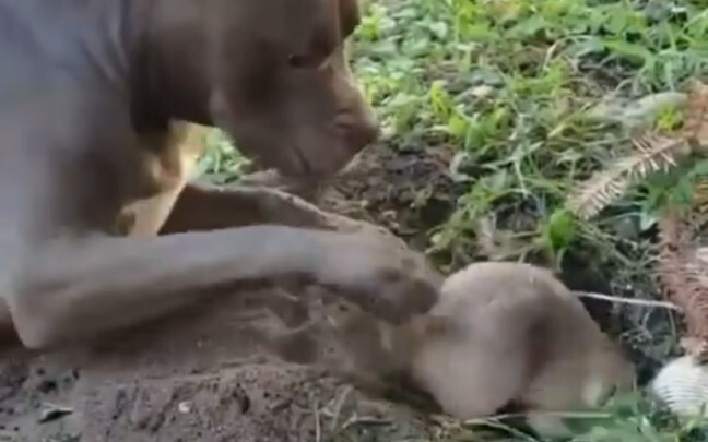 The doggy interrupts the earthy mouse from doing its work