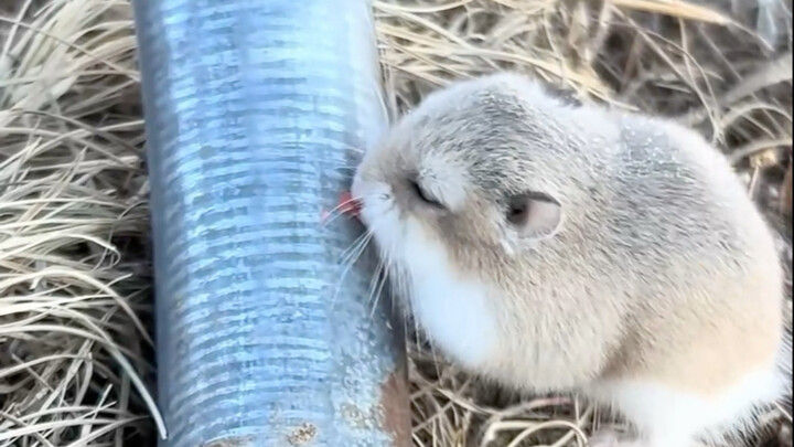 ✪ لا تلعق القضبان الحديدية في الشمال