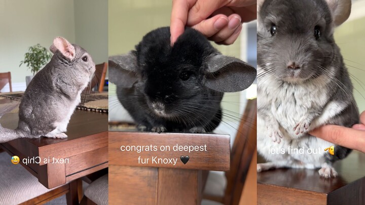 Who can resist this fluffy giant rat?