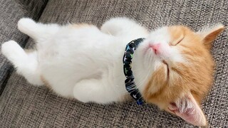 Funny Animal Videos 2022 😂 - Funniest Cats And Dogs Video 😺😍