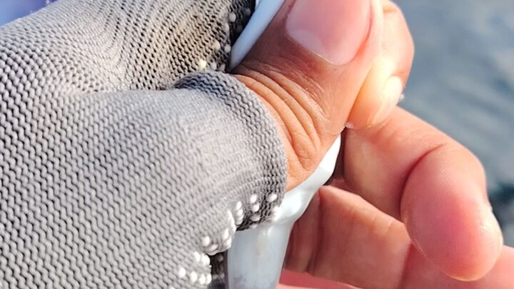 Puffer fish war!