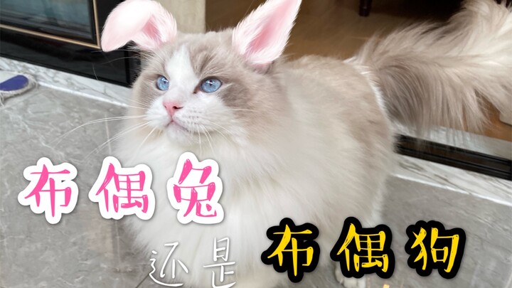Belum pernah lihat kucing Ragdoll yang begitu manja; setiap kali tuannya ke toilet, dia selalu mengi