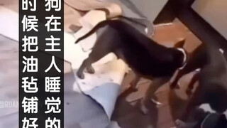 狗在主人睡觉的时候把油毡铺好