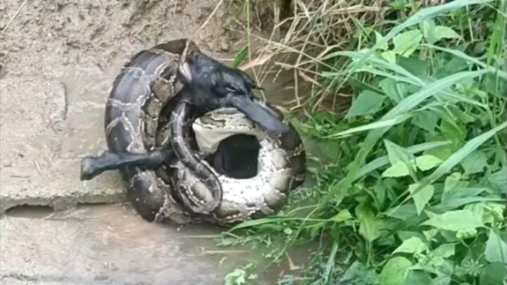 snake short video #for you page