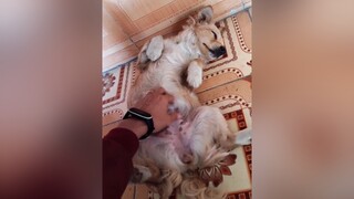 Con ốm mà ba vẫn ko quên tấu hài...cunyeucuadua yeucho yeuchomeo cún cúncon chó chómèo chócon chókhôn yeuchomeo chócute dogsoftiktok