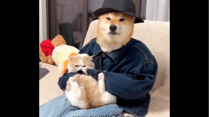 หมา: นี่คือฮาคิมิของฉัน