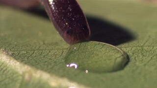 Reptile Pet|Typhlops Drinking Water