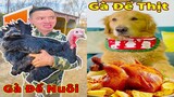 Thú Cưng TV | Tứ Mao Đại Náo #60 | Chó Golden Gâu Đần thông minh vui nhộn | Pets cute smart dog