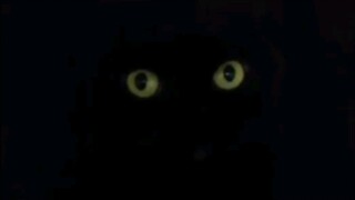 เลี้ยงแมวดำเถอะ รับรองหาไม่เจอแน่