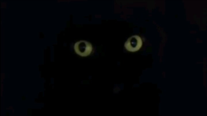 Biarlah memelihara kucing hitam, pasti tidak akan ketemu