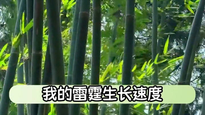 Why is it not recommended to plant bamboo? It’s because of its lightning-fast growth rate!