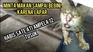 Bikin Nangis Kucing Kelaparan Minta Makan Bubur Ayam Sampai Begini..!