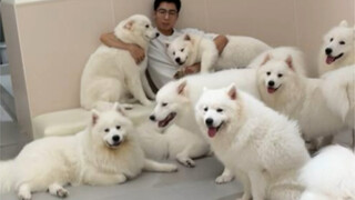 What do dog café employees do when no one is around?