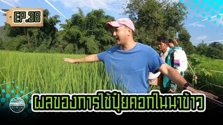 ผลของการใช้ปุ๋ยคอกในนาข้าว - [SIRINFARM]​ EP.38