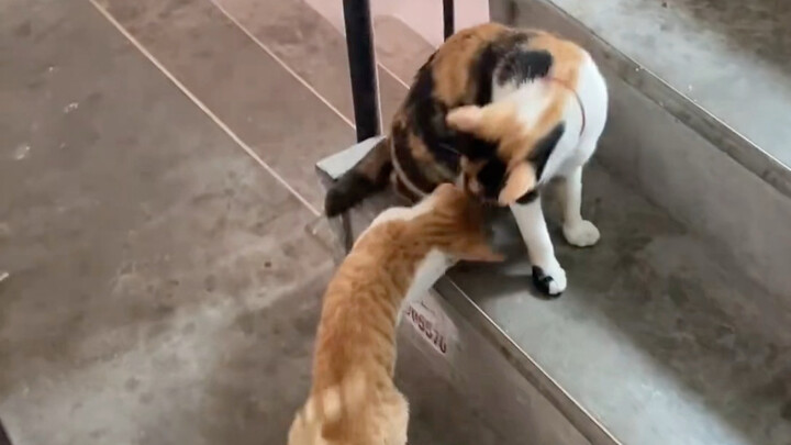 Sekali datang, dua kali akrab; induk kucing menjenguk anak-anaknya