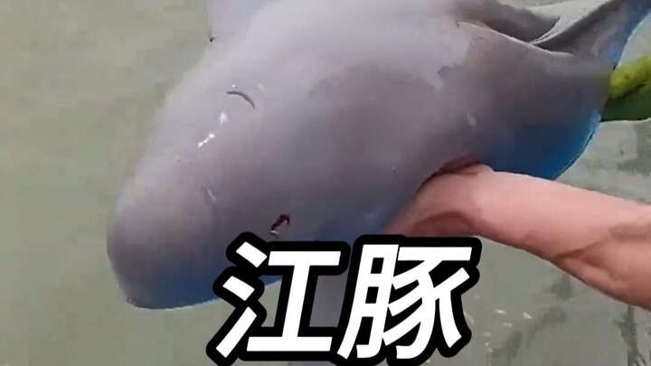 โลมาแม่น้ำแยงซีชื่อดัง