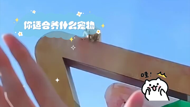Bạn phù hợp nuôi thú cưng gì