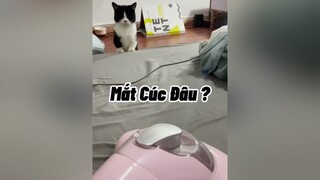 Mắt Cúc đâu ? mèo cute cat