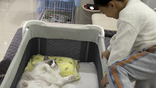 Three years ago, the cat accompanied the baby to sleep. Three years later, the baby can’t live witho