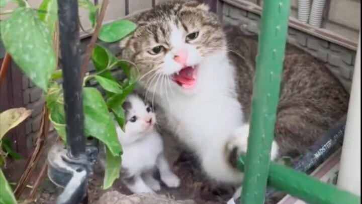 Hurry up—dawdling like that, do you want to starve this kitty?