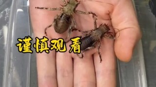 由于过于可爱，请谨慎观看
