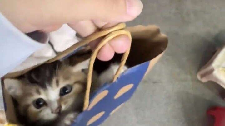 猫妈妈：这袋子怎么有股我孩子的味道？