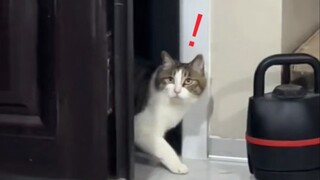 Khi chú mèo vừa vươn vai xong thì phát hiện trong nhà xuất hiện một đống người lạ