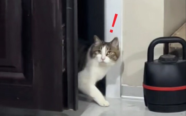 After the cat stretched and woke up, it found a bunch of strangers had come to its home.