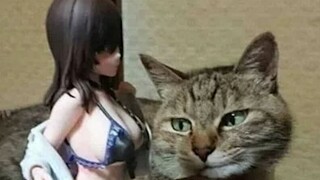 International Funny Video Compilation & Animal Confusing Behavior Awards #141