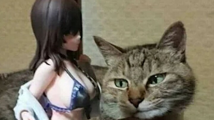 مختارات مقاطع فيديو ممتعة من الخارج وجائزة السلوك المحير للحيوانات #141