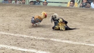 BULIK VS TALISAY, LUCENA VS SARIAYA 55K PARADA #SABONG LCA 2HITS CHAMPION 1ST ENTRY