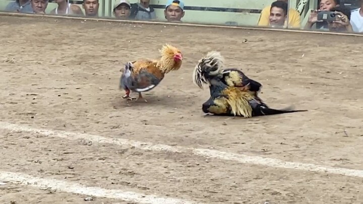 BULIK VS TALISAY, LUCENA VS SARIAYA 55K PARADA #SABONG LCA 2HITS CHAMPION 1ST ENTRY