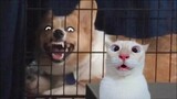 Funniest Cats And Dogs Videos 😁 - Best Funny Animal Videos 2024 🥰#1