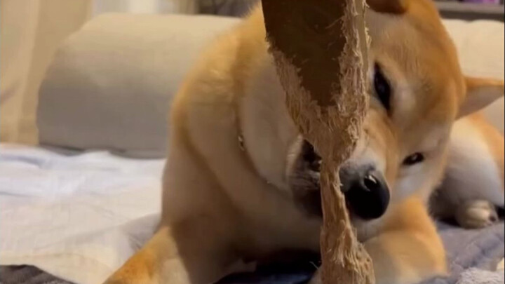 สุนัขชิบะของชาวเน็ตใช้เวลาครึ่งปี จนในที่สุดก็กัดขาโต๊ะขาดได้สำเร็จ แถมยังถ่ายคลิปวินาทีแห่งความทรงจ