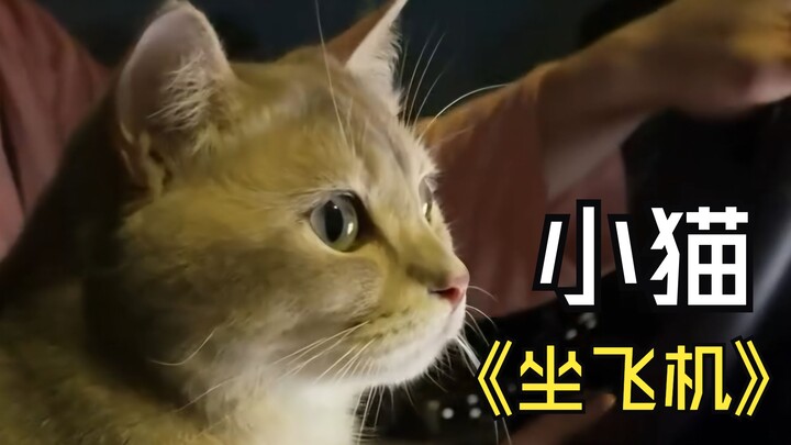 来看看小猫是怎么坐飞机的吧！