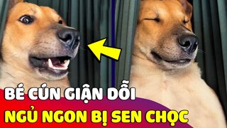 Chú chó 'DỖI RA MẶT' khi đang ngủ ngon mà lại bị con Sen làm phiền 😅  Gâu Đần