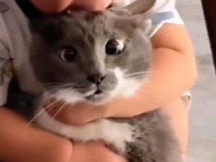 شوف كيف أخفيت القط! مجموّع مقاطع مضحكة للقطط، هههه